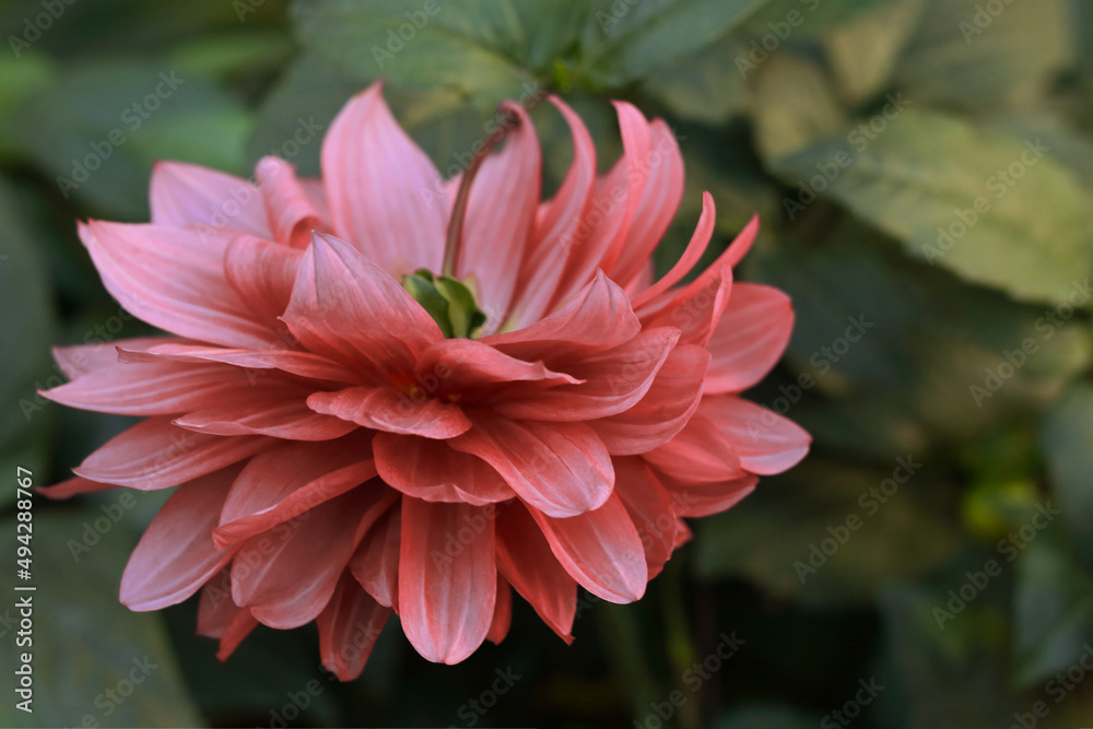 Spring Garden with coral Dahlia. Blooming Chrysanthemum flower in garden. Shallow depth of field. Big autumn flower. Beautiful Coral Dahlia flower close up photo at nature with a green background 