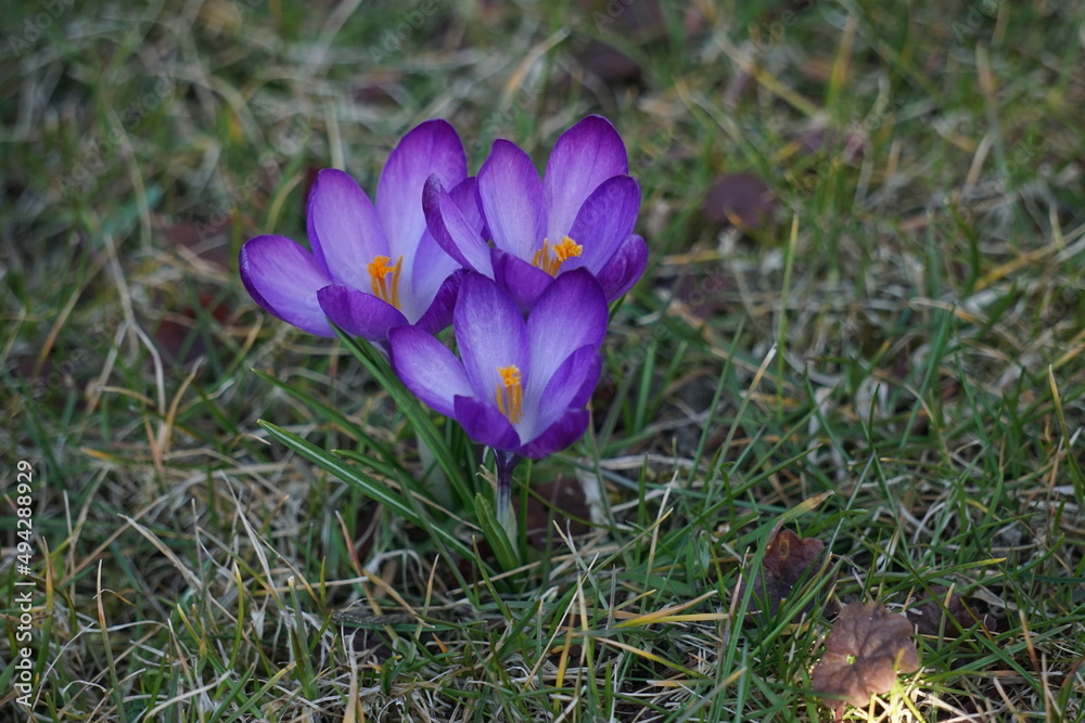 Krokus - Szafran wiosenny,  gatunek bulwiastej byliny należącej do rodziny kosaćcowatych. piękny kwiat o różnych kolorach i odmianach. Dziko rosnący w Europie środkowej i południowej. - obrazy, fototapety, plakaty 