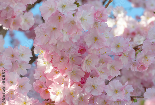 rosa japanische Kirchblüte	im Frühling