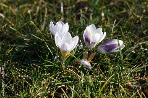 Krokus - Szafran wiosenny, gatunek bulwiastej byliny należącej do rodziny kosaćcowatych. piękny kwiat o różnych kolorach i odmianach. Dziko rosnący w Europie środkowej i południowej.