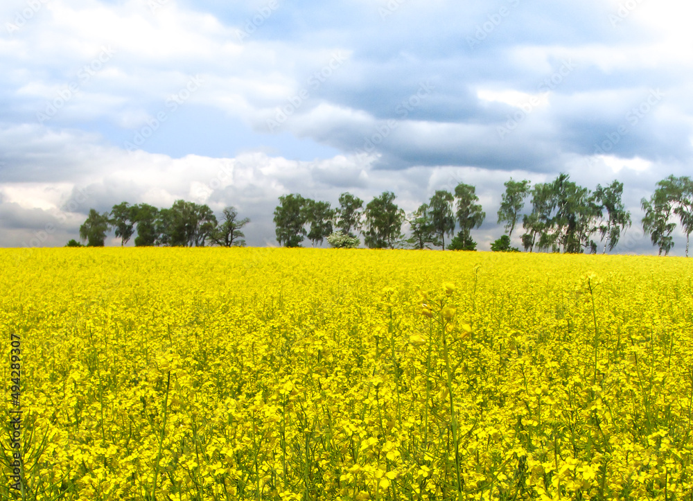 yellow field of rape in spring yellow field of rape in spring