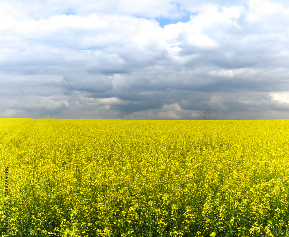 yellow field of rape in spring