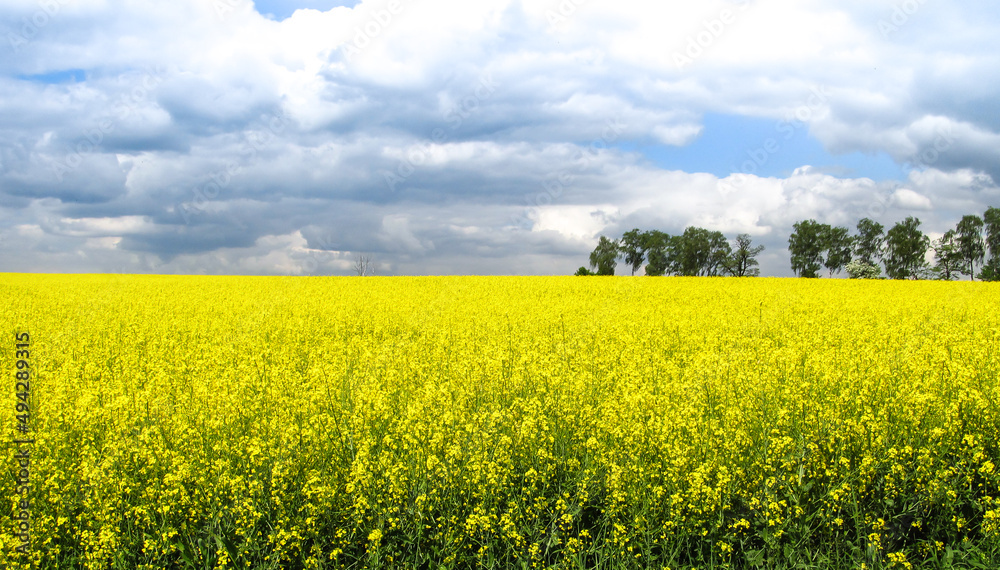 yellow field of rape in spring yellow field of rape in spring