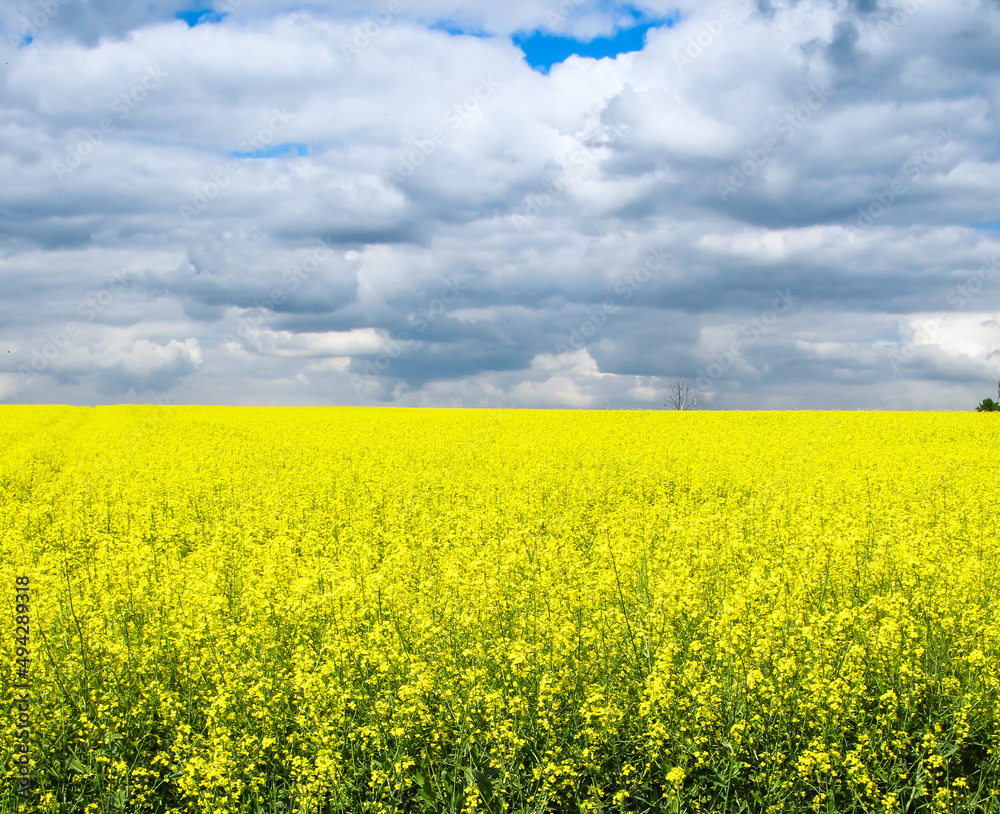 yellow field of rape in spring yellow field of rape in spring