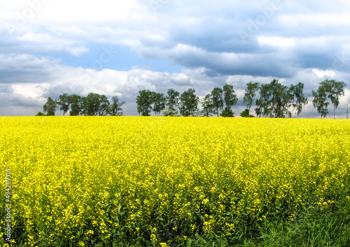 yellow field of rape in spring