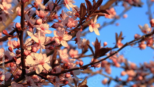 Fiori rosa di mirabolano, primavera photo