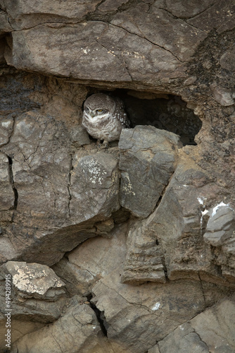 Spotted owlet in the nest at Bhigwan bird sanctuary Maharashtra