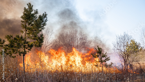 Fotografía Feldbrand und Waldbrand nach langer Trockenheit