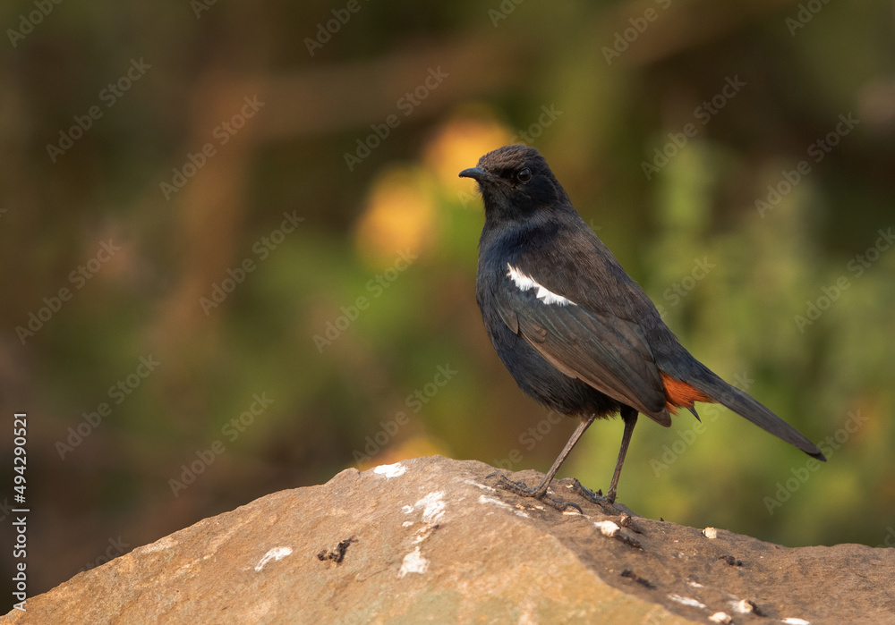Fototapeta premium Indian Robin on the rock at Bhigwan bird sanctuary Maharashtra