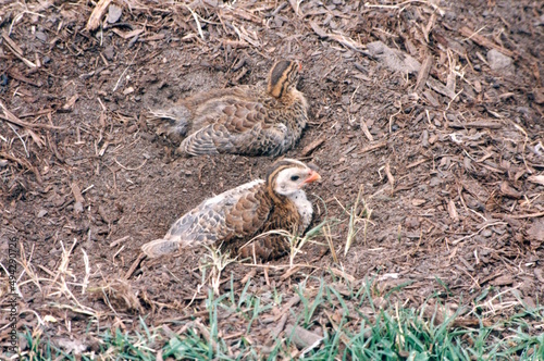 Baby guinea hens in nests on the ground
