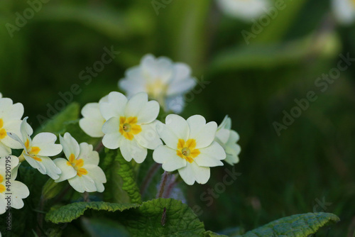 Primrose white flowers and wrinkly hairy leaves with an insect in Spring. This beautiful wild flower is a pollinator and can be found growing in gardens, on banks and verges photo