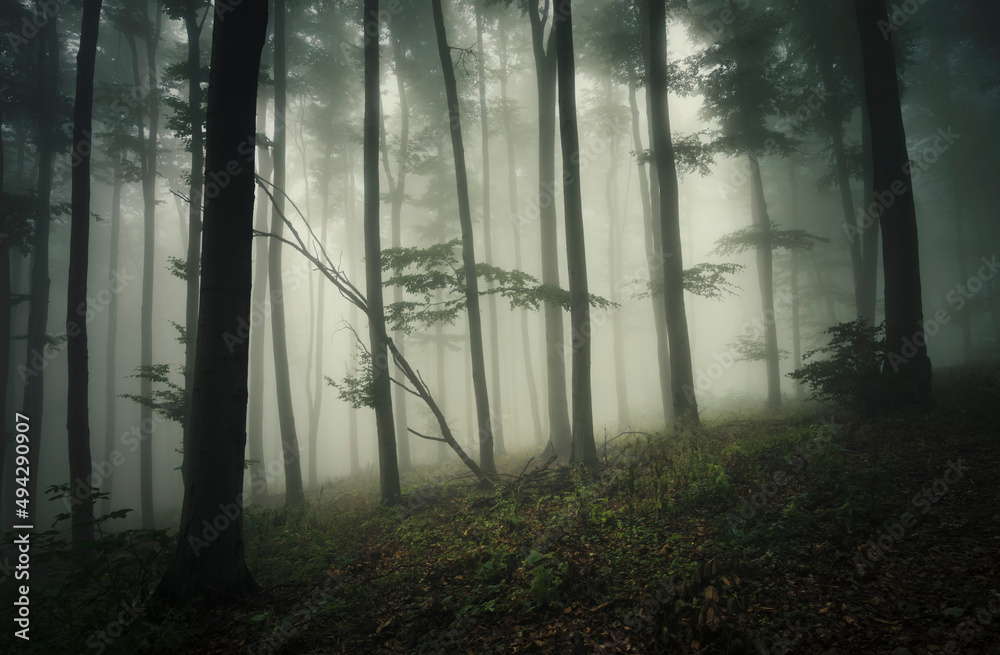 Fototapeta premium mysterious green forest in fog