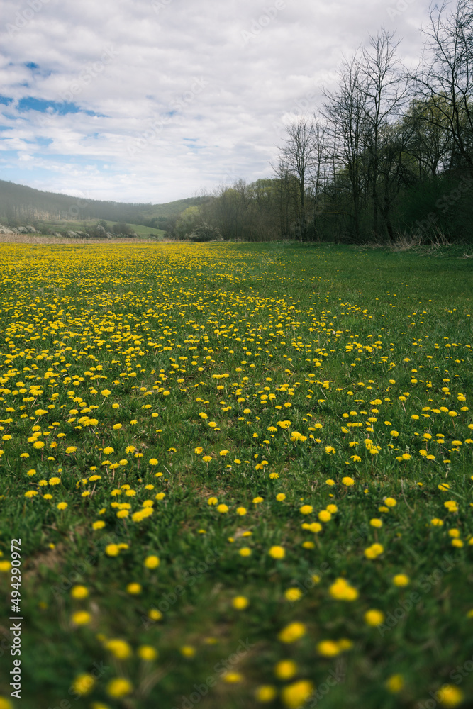 Fototapeta premium yellow dandelions on grass field, spring landscape