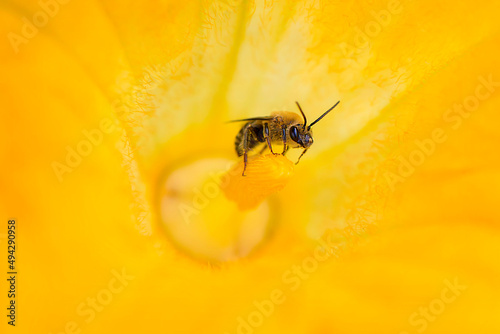 Bee in Squash Plant