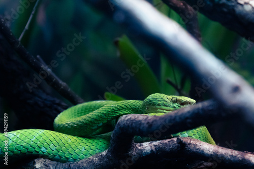 Green Snake on Branch 