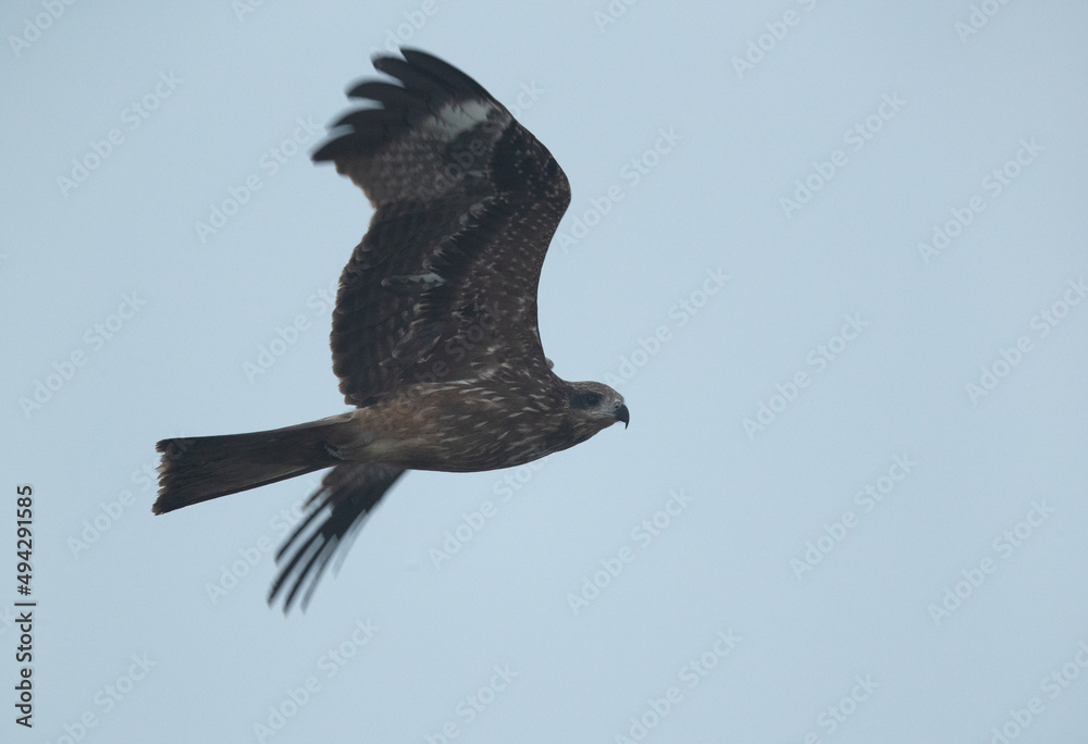 Greater spotted eagles in flight at Bhigwan bird sanctuary, Maharashtra Greater spotted eagles in flight at Bhigwan bird sanctuary, Maharashtra