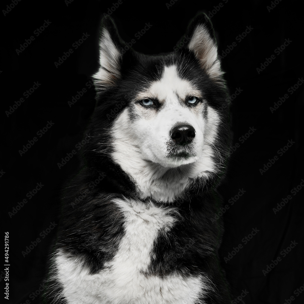 Close-up image of a husky in front of black background. Close-up image of a husky in front of black background.