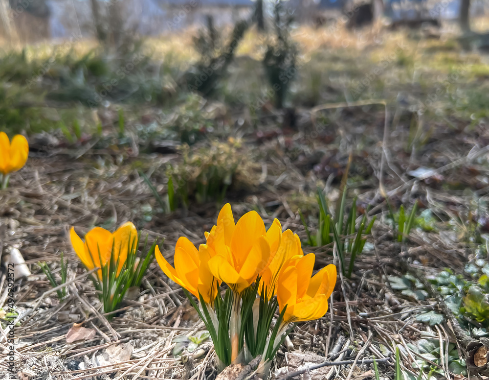 tufts of spring-flowering crocuses growing on the edge of the forest near the village, tufts of spring-flowering crocuses growing on the edge of the forest near the village,