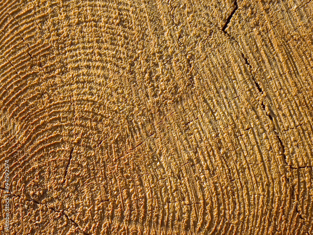 Fototapeta premium Logs of wood lying on a pile in the forest
