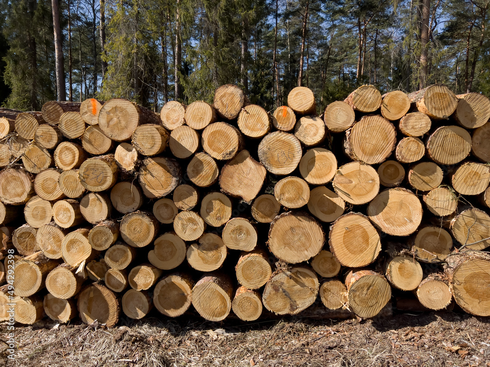 Logs of wood lying on a pile in the forest