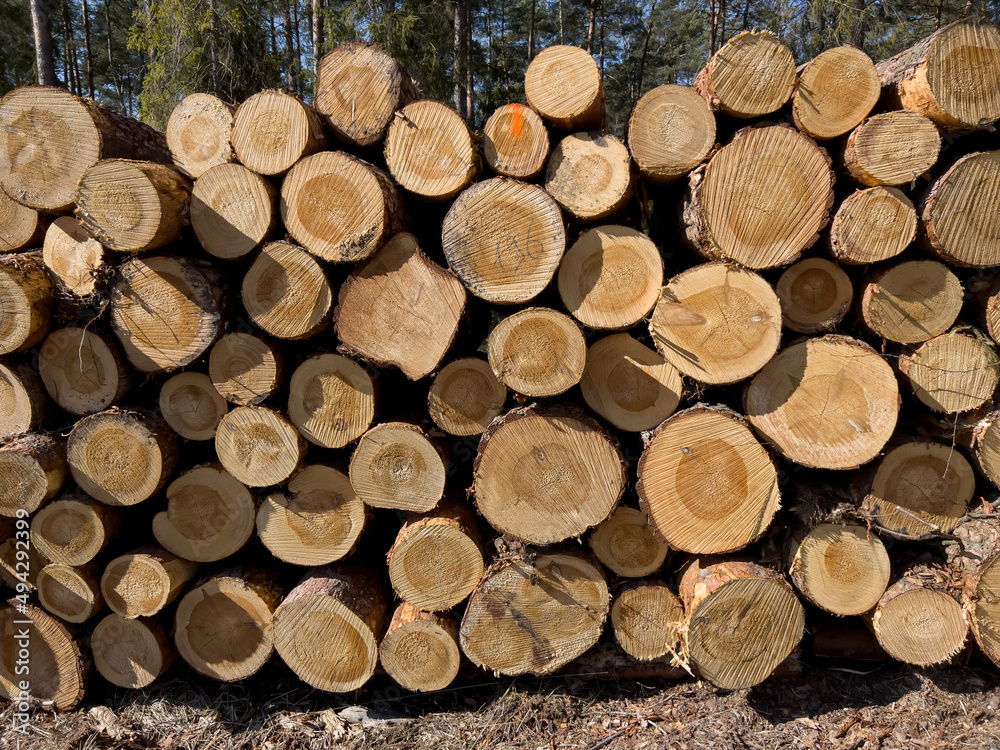 Logs of wood lying on a pile in the forest Logs of wood lying on a pile in the forest