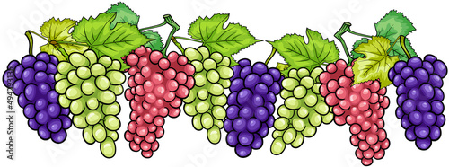 bunches of grapes fruit cartoon illustration