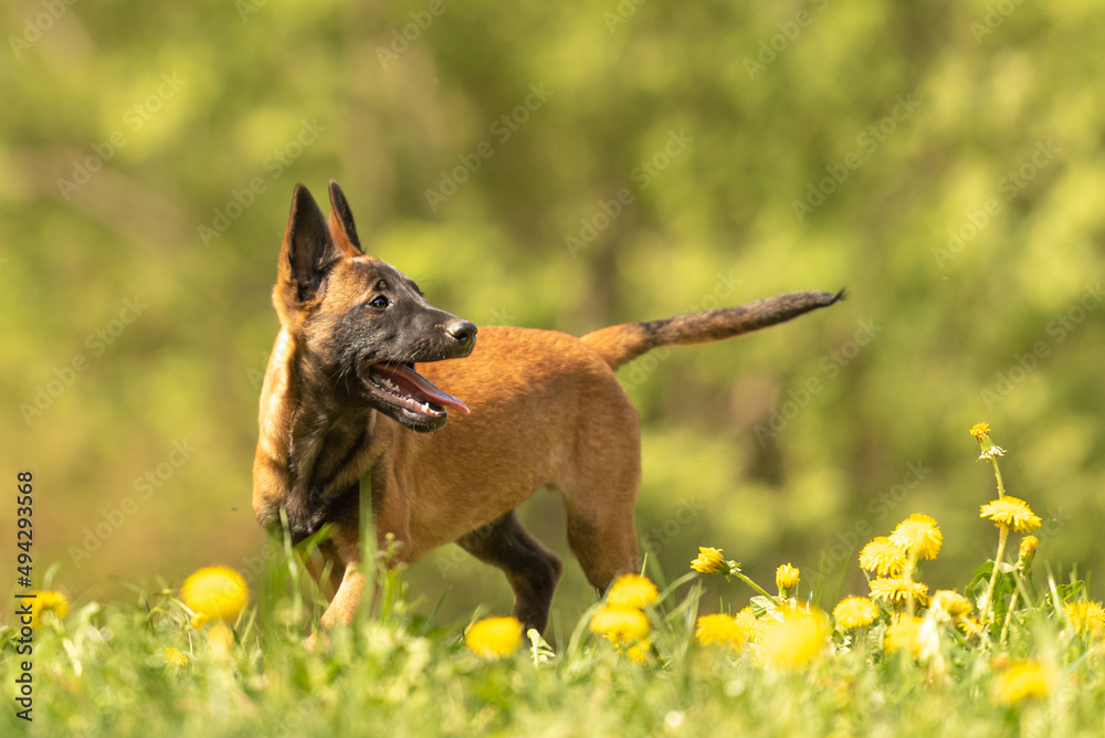 Malinois puppy dog on a green meadow with dandelions in the season spring. Doggy is 12 weeks old. Malinois puppy dog on a green meadow with dandelions in the season spring. Doggy is 12 weeks old.