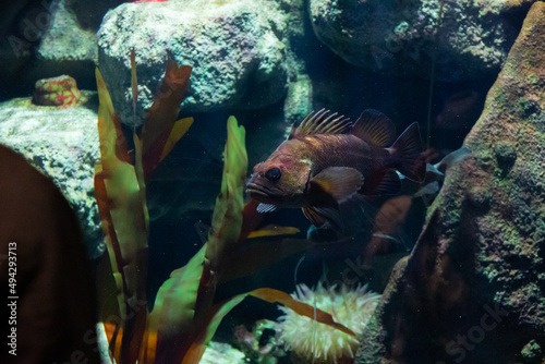 Brown Fish in Aquarium at Zoo