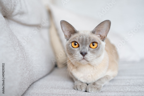 Burmese cat ready to attack, playing, hunting pet.