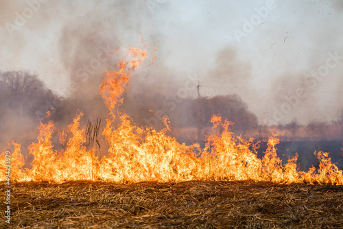 Feldbrand und Waldbrand nach langer Trockenheit photo