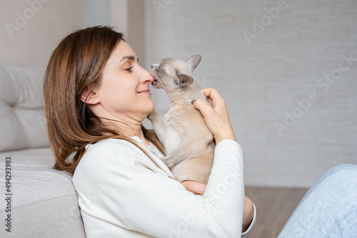 Portrait of lilac Burmese cat, biting woman's nose. love and friendship between cat and human.