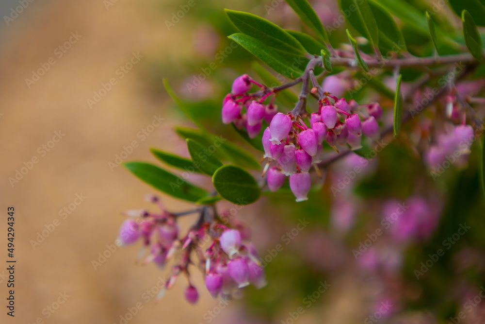 Green Bush with Beautiful Purple and Pink Cup Flowers in Front of Light Brown Background Green Bush with Beautiful Purple and Pink Cup Flowers in Front of Light Brown Background