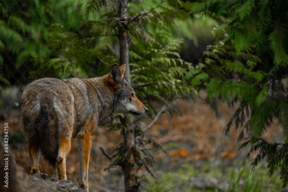 Wolf Next to Tree Looking Off in the Distance Wolf Next to Tree Looking Off in the Distance
