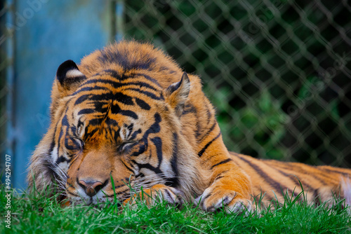 Sleeping Tiger in Front of Gray Chain Link Fence at the Zoo