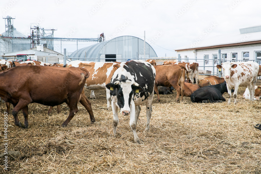 Young calves up to a year old. Young individuals belong to artiodactyls. The young of some wild species are also called calves. Young calves up to a year old. Young individuals belong to artiodactyls. The young of some wild species are also called calves.