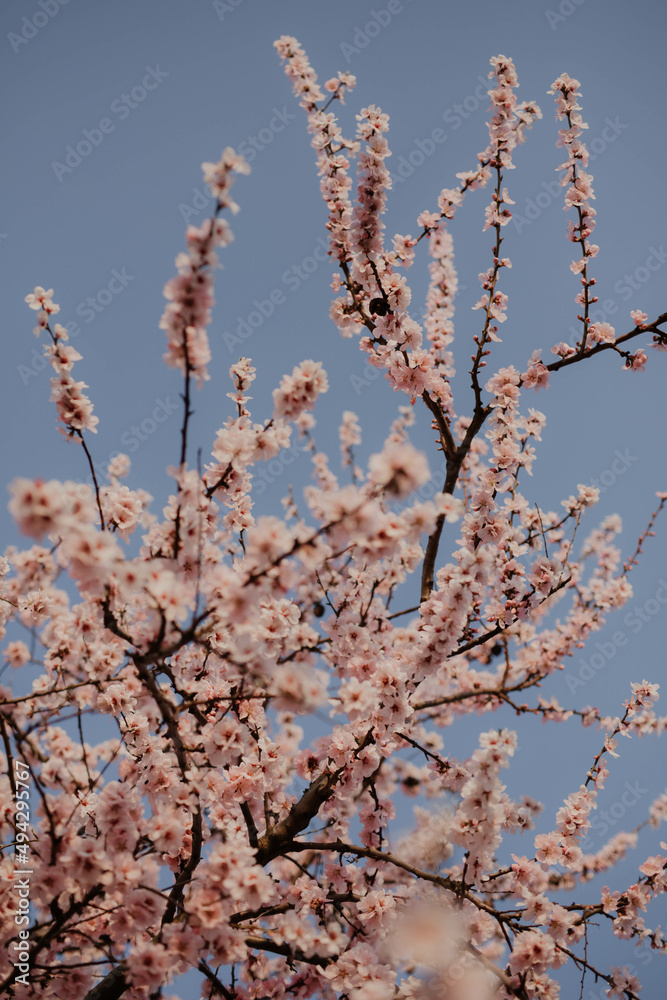 Mandelblüte in der Pfalz Mandelblüte in der Pfalz
