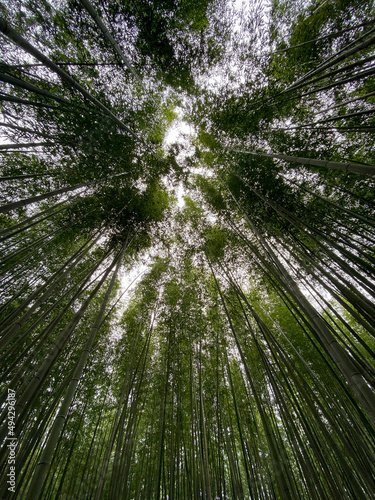 bamboo forest background