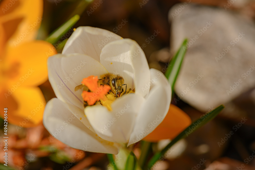 Pszczoła miodna zbierająca pyłek z krokusa. pyłek pszczeli i pszczoły. Pszczoła miodna zbierająca miód wiosenny. Pszczoła poszukująca miodu. Krokus wiosenny. Krokus i pszczoła.  - obrazy, fototapety, plakaty 