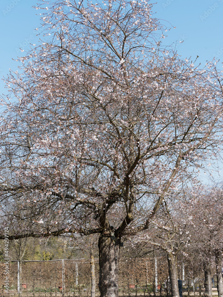 (Prunus subhirtella) Cerisier d'hiver du Japon 'Autumnalis Rosea' , arbuste ornemental aux fleurs blanches et calice rougeâtre en ombelles sur minces rameaux retombants sans feuilles (Prunus subhirtella) Cerisier d'hiver du Japon 'Autumnalis Rosea' , arbuste ornemental aux fleurs blanches et calice rougeâtre en ombelles sur minces rameaux retombants sans feuilles