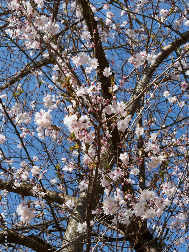 Cerisier du Japon 'Autumnalis Rosea' ou Prunus subhirtella, cerisier d'hiver décoratif aux rameaux retombant, garnis de grappes de petites fleurs blanc rosé, calice rougeâtre en fin d'hiver Cerisier du Japon 'Autumnalis Rosea' ou Prunus subhirtella, cerisier d'hiver décoratif aux rameaux retombant, garnis de grappes de petites fleurs blanc rosé, calice rougeâtre en fin d'hiver