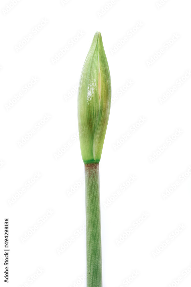 Budding Amaryllis on white background, close up Budding Amaryllis on white background, close up