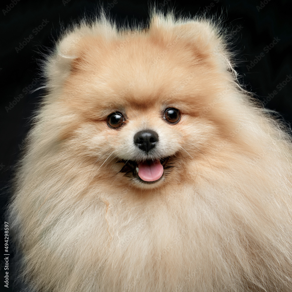Closeup portrait of cute fluffy puppy of pomeranian spitz. Little dog isoalted on black background.