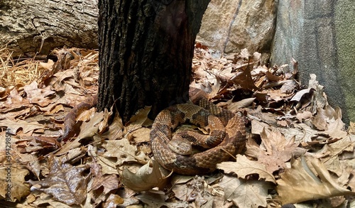 Northern copperhead venomous snake in leaves photo