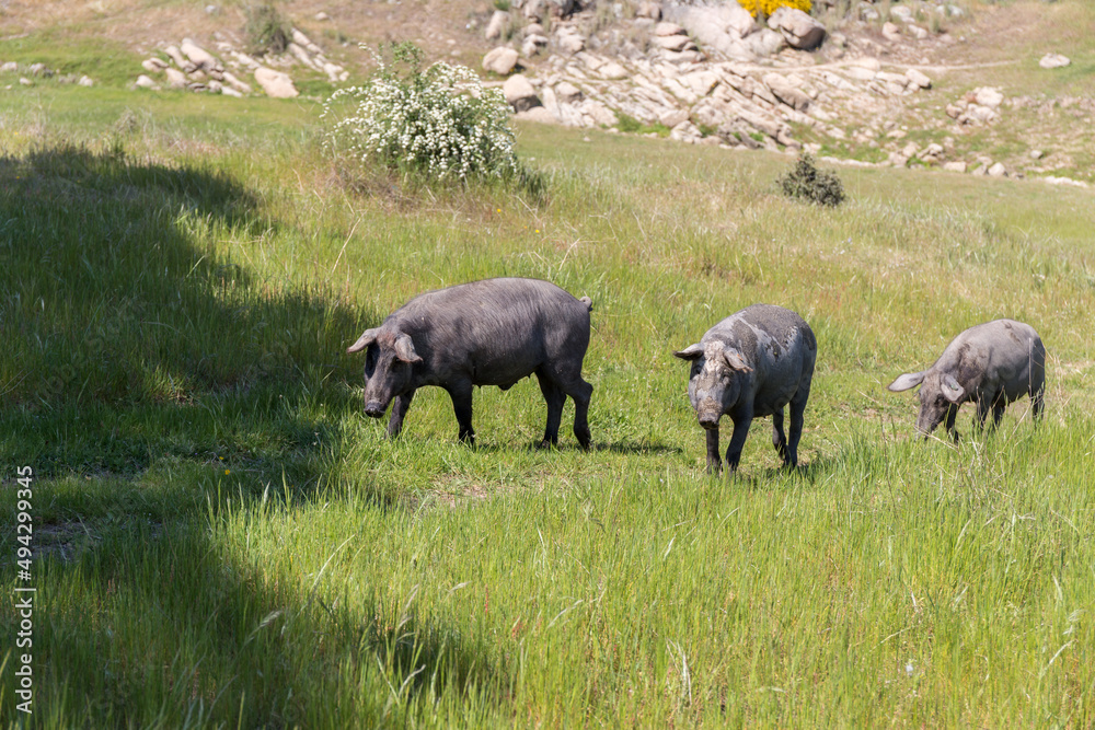 Iberian pigs walking through the field Iberian pigs walking through the field