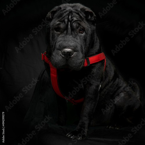 Front closeup portrait of a puppy Cane Corso with red leash on black background isolated. photo