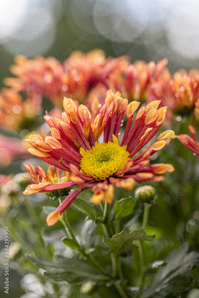 Fresh bright special chrysanthemums. Background for a beautiful greeting card. Autumn and summer flowers in the garden. Flowering yellow and orange chrysanthemum. Close up detail with lovely bokeh. Fresh bright special chrysanthemums. Background for a beautiful greeting card. Autumn and summer flowers in the garden. Flowering yellow and orange chrysanthemum. Close up detail with lovely bokeh.