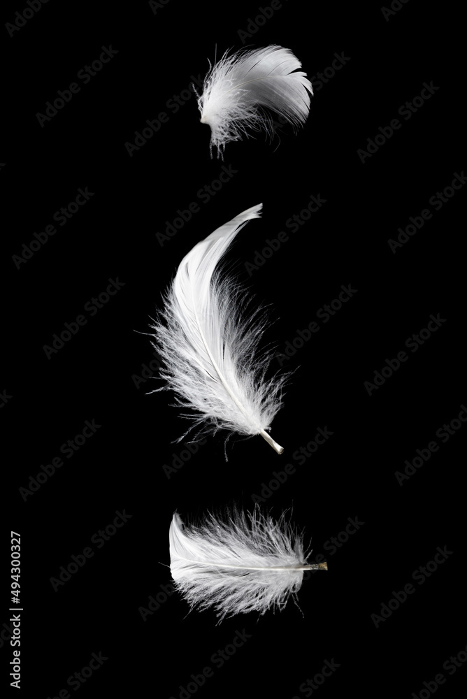 Obraz premium White feather isolated on a black background.