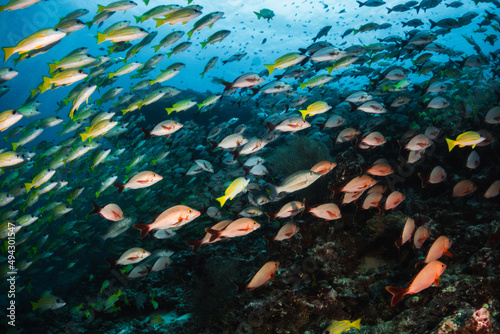 Schooling tropical fish, colorful underwater scuba diving scene