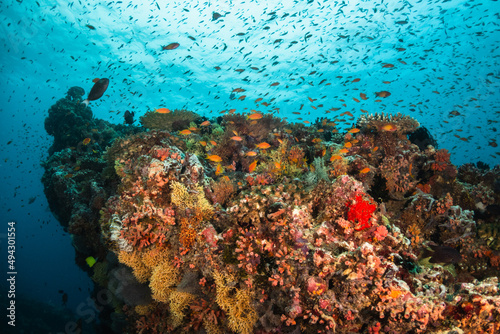 Schooling tropical fish, colorful underwater scuba diving scene