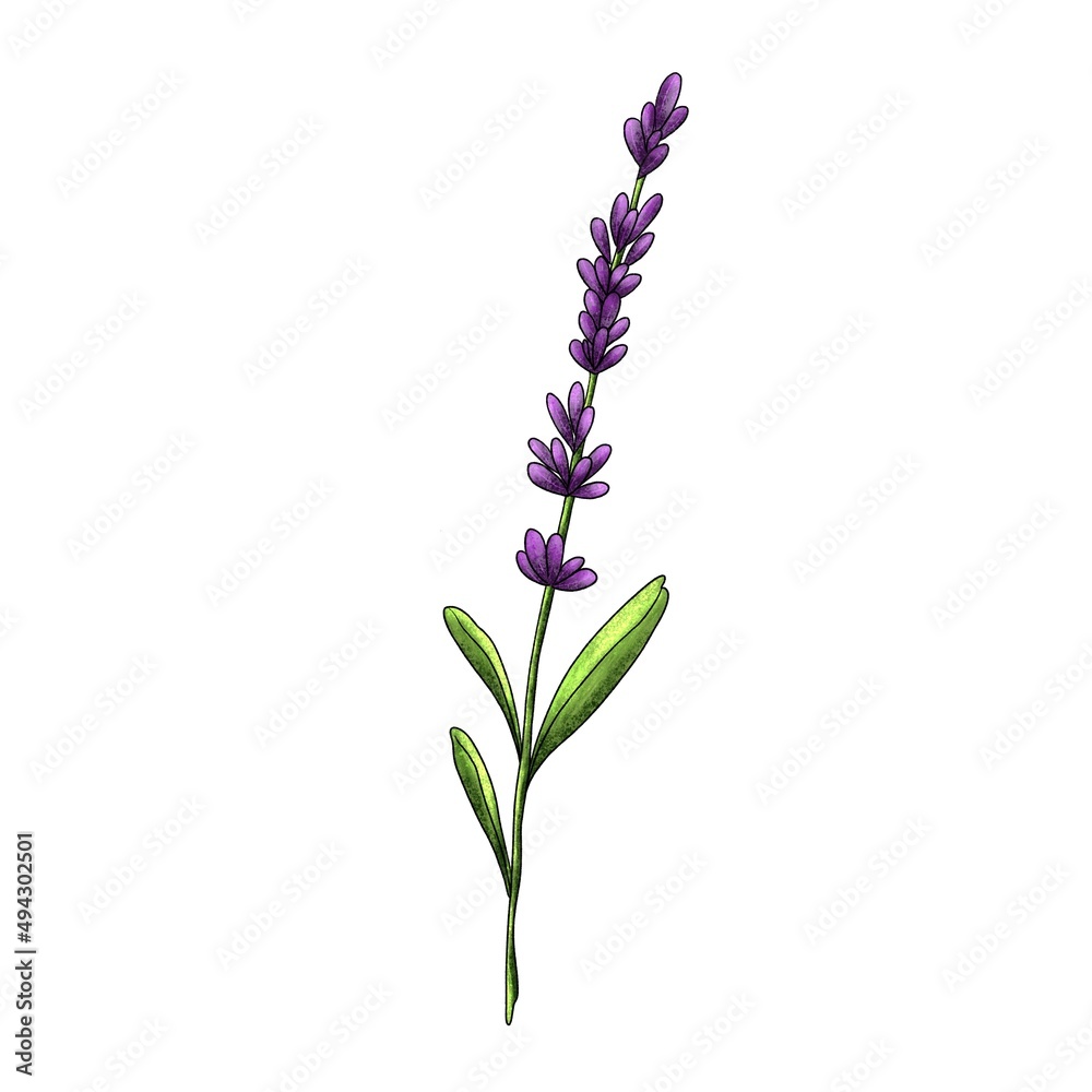 Lavender branch isolated on a white background Lavender branch isolated on a white background